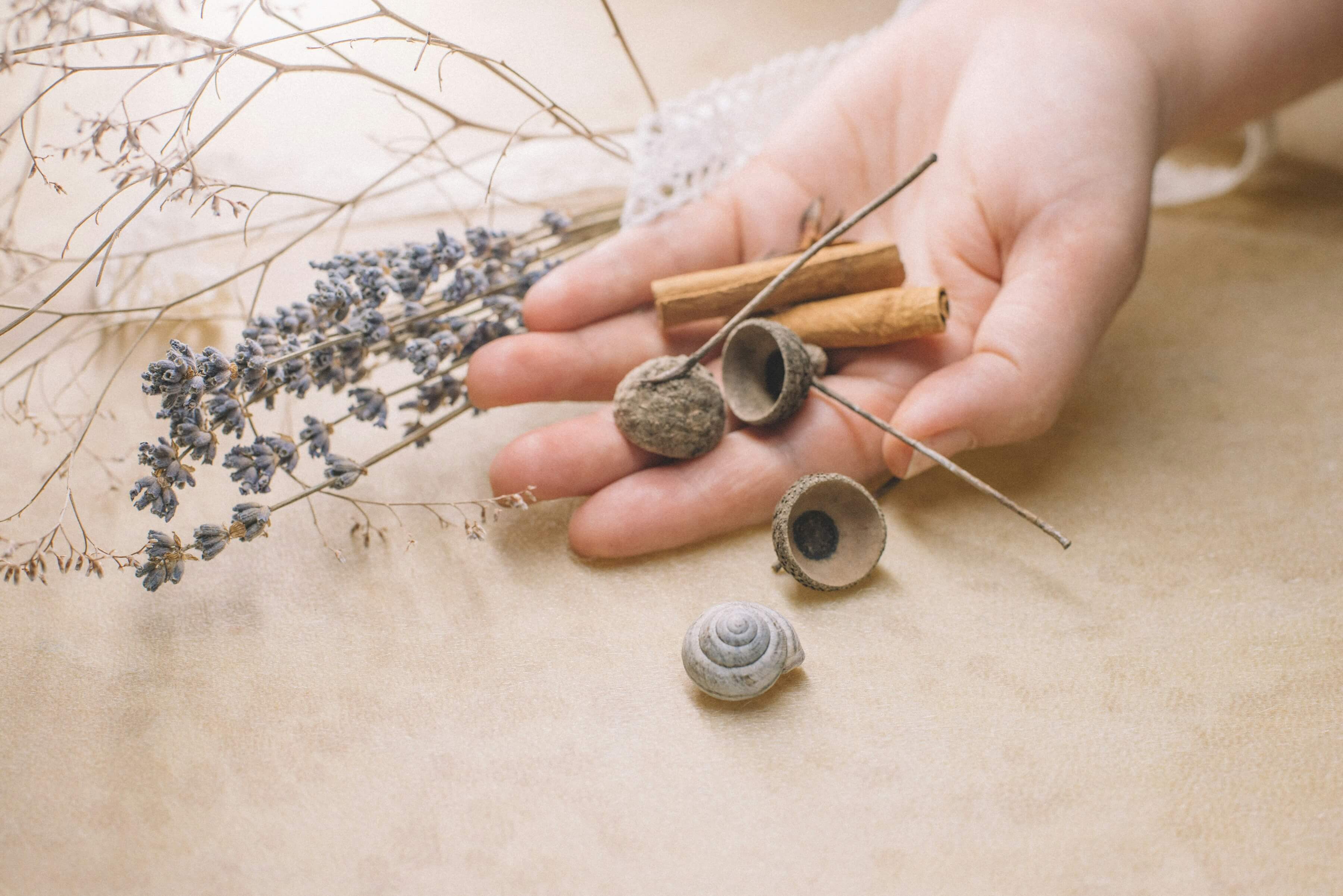 Hand holding dried lavender, cinnamon sticks, seed pods, and seashell on beige background — rustic natural decor, organic home decor ideas, minimal earthy aesthetic flat lay.